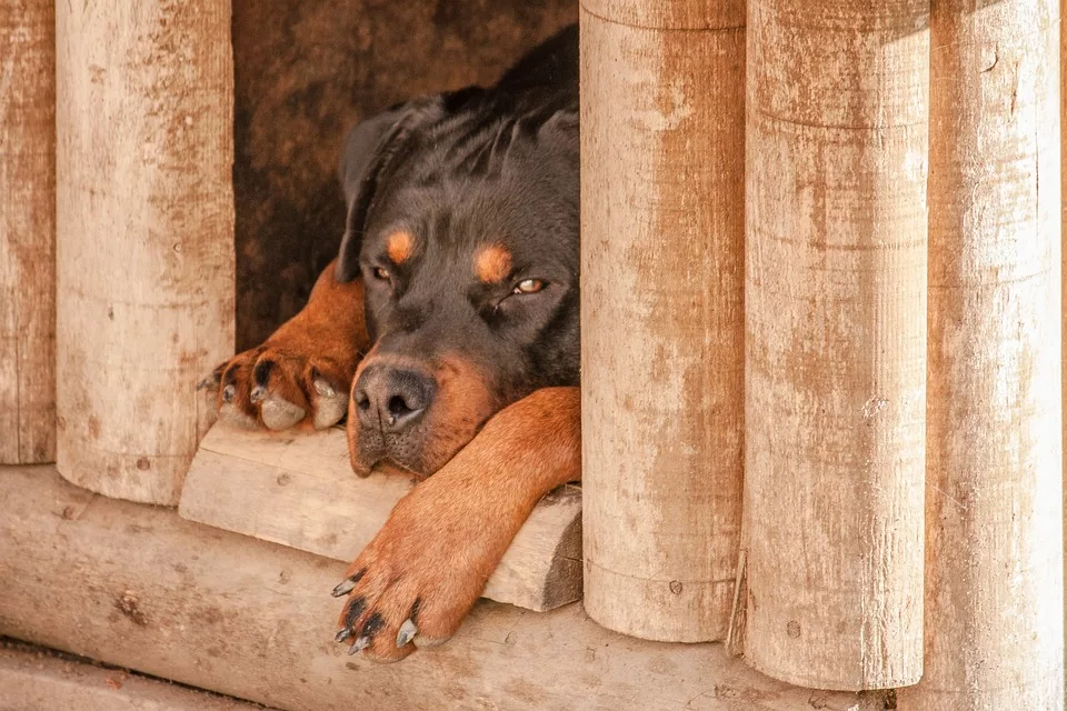 Tipps und Anregungen für das perfekte Hundehaus im Garten